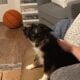 Toy Aussie