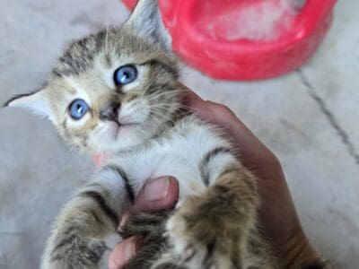 Kittens