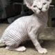 Beautiful Sphynx kittens