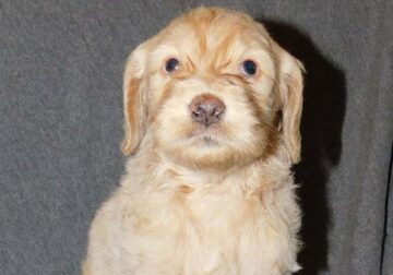 Oodles and Oodles of Doodles