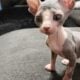 sphynx kittens for sale
