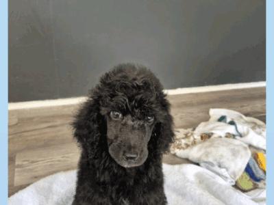 Standard poodle puppies