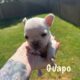 French bulldog Puppies for rehoming 7/9 Akc cert