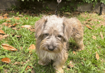 Female Yorkie poo