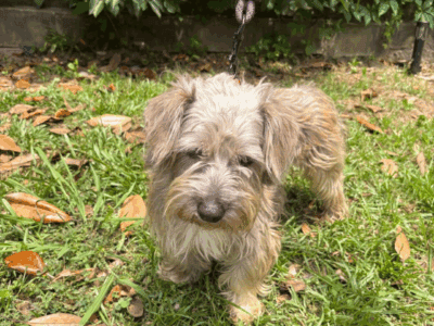 Female Yorkie poo