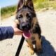 German shepherd puppies