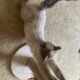 Siamese ragdoll