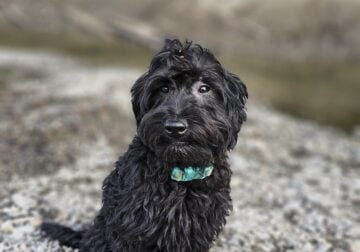 Mini Labradoodle