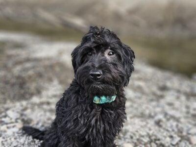 Mini Labradoodle