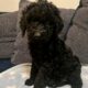 Standard Poodle Puppies for Sale (only 3 left)