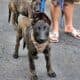 Belgian Malinois Puppies