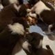 Border Collie puppies