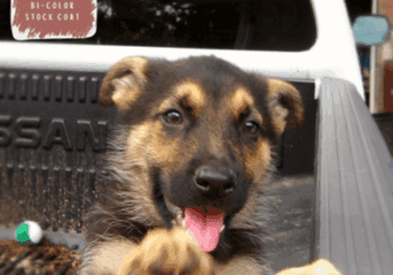 Laredo – German Shepherd Dog puppy