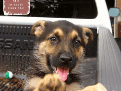 Laredo – German Shepherd Dog puppy