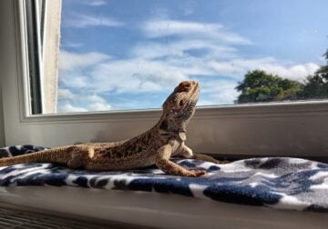 Bearded dragon