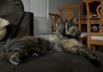 Cat In Need of A Loving Home