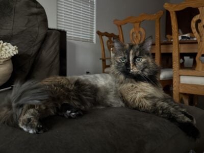 Cat In Need of A Loving Home