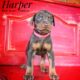Harper Red Rust Female