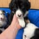 Australian Shepherds for Sale