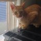 Orange Tabby Kitten