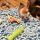 Corgi puppies