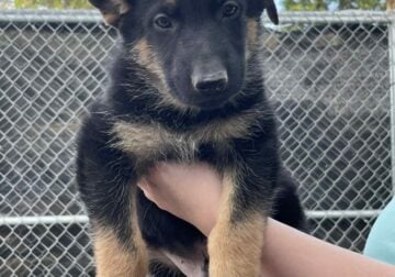 German Shepherd male