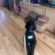 Standard Poodle