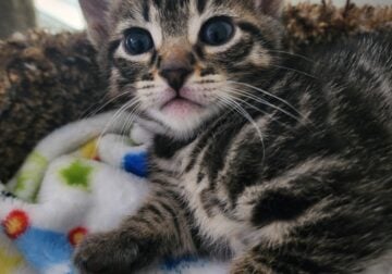 Charcoal brown rosetted bengal kitten available