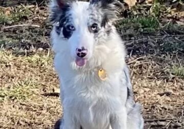 ABCA – Intact Female Border Collie