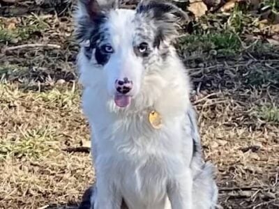 ABCA – Intact Female Border Collie
