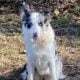 ABCA – Intact Female Border Collie