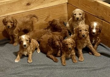 Goldendoodle Puppies