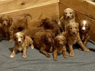 Goldendoodle Puppies