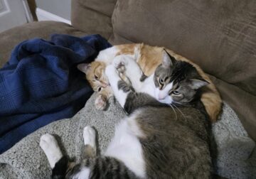 2 male cats that are brothers