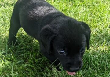 Black lab puppy (Cole)