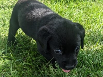 Black lab puppy (Cole)