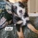 Minature Australian Shepherds