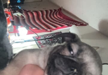 Pugs 500