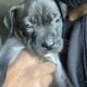 XL American Bully x APBT puppies!