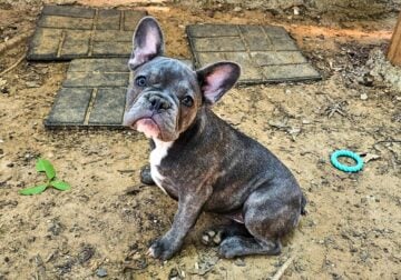 AKC Blue Merle Frenchie Puppies