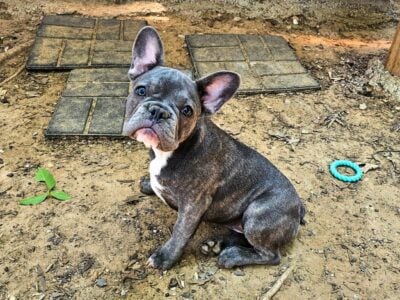 AKC Blue Merle Frenchie Puppies