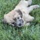 Shih Tzu Poodle Mix Male Puppy