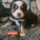 Minature Australian Shepherds