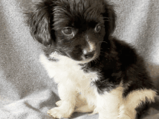 Baxter – Sweet ShiChi Male Puppy