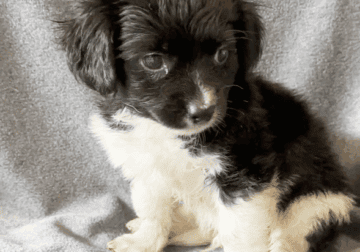 Baxter – Sweet ShiChi Male Puppy