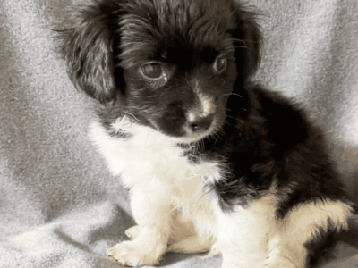 Baxter – Sweet ShiChi Male Puppy