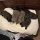 AKC Labrador Retrievers Charcoal & Silver