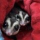 Two Male Sugar Gliders