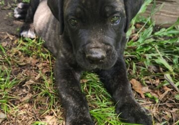 Italian mastiff