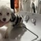 Australian Shepherds for Sale
